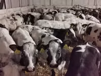 Cattle (batch, sex not specified), Russian Black pied cattle — photo 1