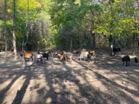 Sheep (batch, sex not specified), Cameroon sheep — photo 1