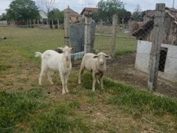 Хуц, Merino sheep