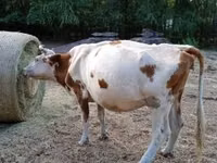 Kuh, Simmental cattle — Foto 3