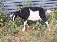 बकरी, Alpine goat — फ़ोटो 7