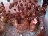 Chickens — 照片 4