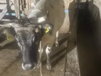 母牛, Cattle — 照片 1