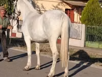 母马, Horses — 照片 6
