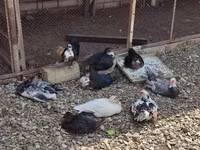 Chickens — Foto 4