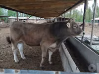 Cattle (batch, sex not specified), Cattle — photo 2