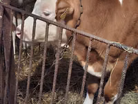 Bulle, Simmental cattle — Foto 2