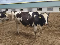 بقرة, Russian Black pied cattle — الصورة 5
