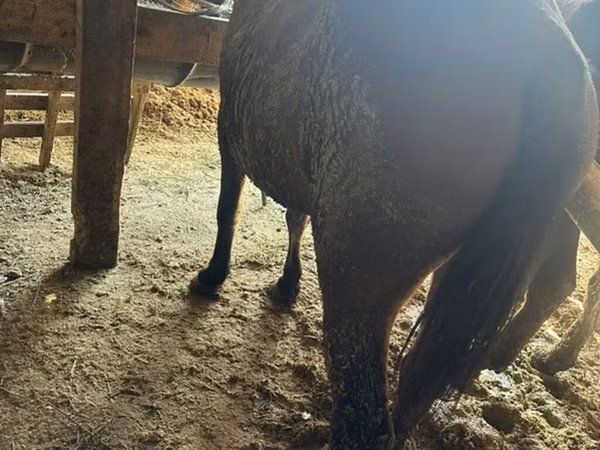 Yegua, Caballos