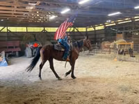 Horse (M), Standardbred — photo 1