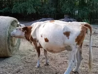 Kuh, Simmental cattle — Foto 5