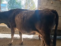 Cow, Alatau breed — photo 4