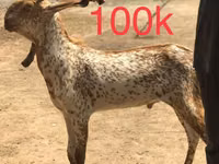 Ziegen (Partie, Geschlecht nicht angegeben), Najdi goat — Foto 2