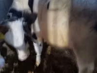 Bulle, Russian Black pied cattle — Foto 8