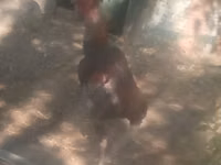 Malay Game — Foto 1