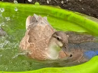 Ducks — photo 1