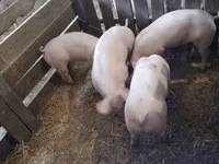Schweine (Partie, Geschlecht nicht angegeben) — Foto 1