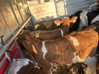 Үхэр (бүлэг, хүйс заагаагүй), Simmental cattle — 2 зураг