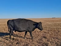 بقرة, Simmental cattle — الصورة 3