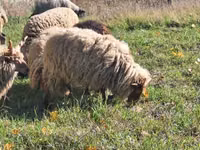 公羊, Racka sheep — 照片 2