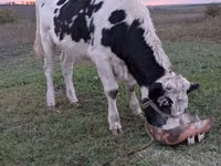 Cow, Russian Black pied cattle — photo 2