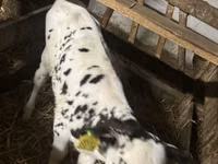 Bulle, Russian Black pied cattle — Foto 6
