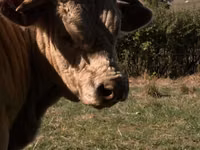 Bulle, Simmental cattle — Foto 2
