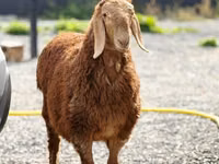 كبش, Hissar sheep — الصورة 2
