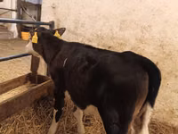Kuh, Aberdeen-Angus — Foto 2