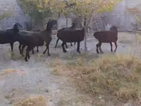 भेड़, Hissar sheep — फ़ोटो 8