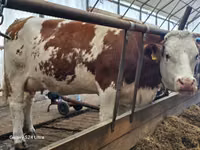 公牛, Simmental cattle — 照片 5
