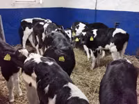 Бух, Russian Black pied cattle — 4 зураг