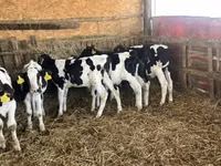 Бух, Russian Black pied cattle — 4 зураг
