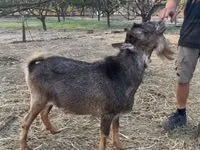 Cabro, Cabras — foto 1