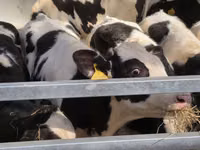 Bulle, Russian Black pied cattle — Foto 4