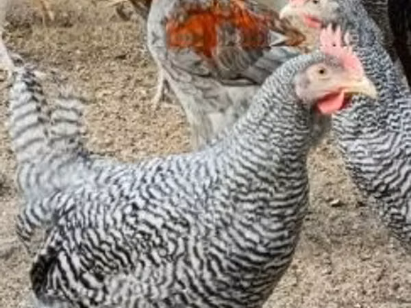 ससेक्स