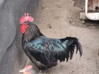 Australorp — photo 1