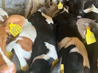 牛只（批次，未指定性别）, Simmental cattle — 照片 2