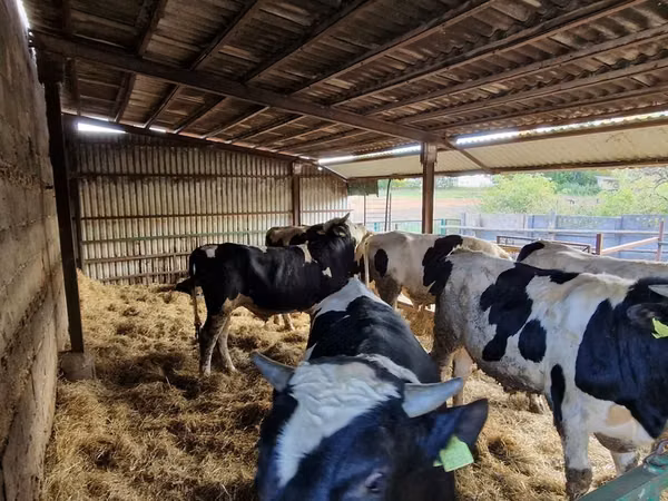 Bulle, Holstein-Rasse