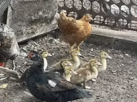 Ducks — 照片 3