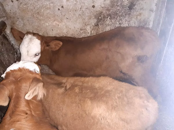 Bulle, Simmental cattle