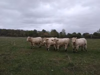 ثور, Charolais cattle — الصورة 1