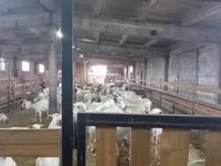 बकरी, Toggenburg goat — फ़ोटो 3