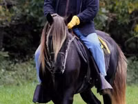 घोड़ा, Rocky Mountain Horse — फ़ोटो 5