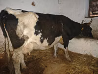 母牛, Russian Black pied cattle — 照片 1