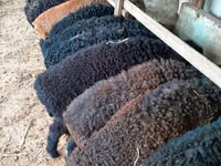 Ram, Arabi sheep — photo 1