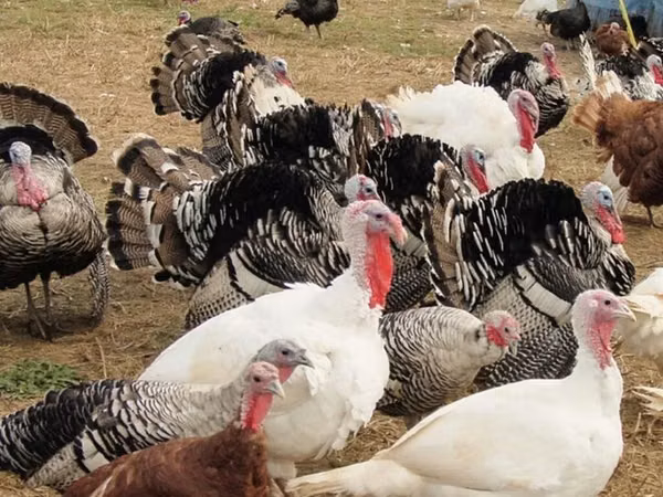 Turkeys