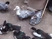 Ducks — Foto 1