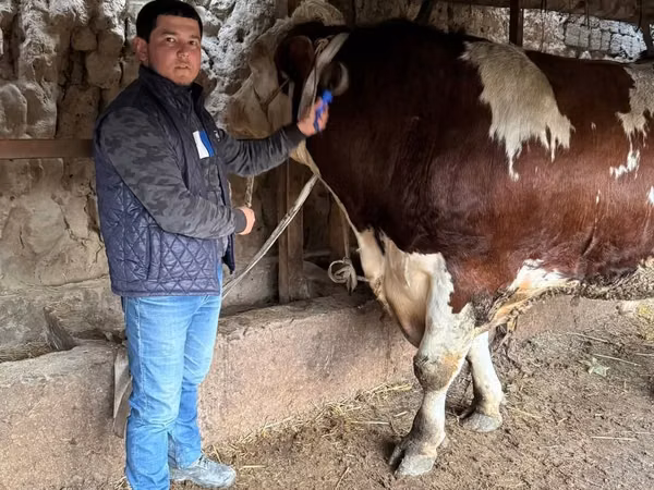 Bulle, Simmental cattle