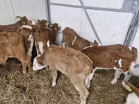 Bulle, Simmental cattle — Foto 1